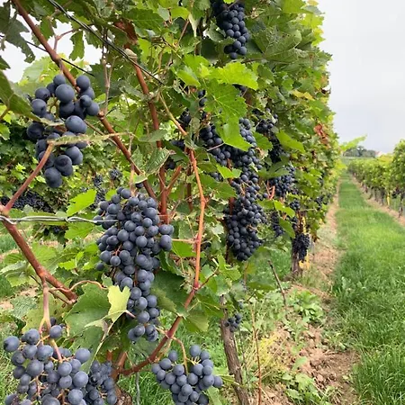 Alte Schule Wachenheim Im Zellertal Apartamento Wachenheim an der Weinstraße