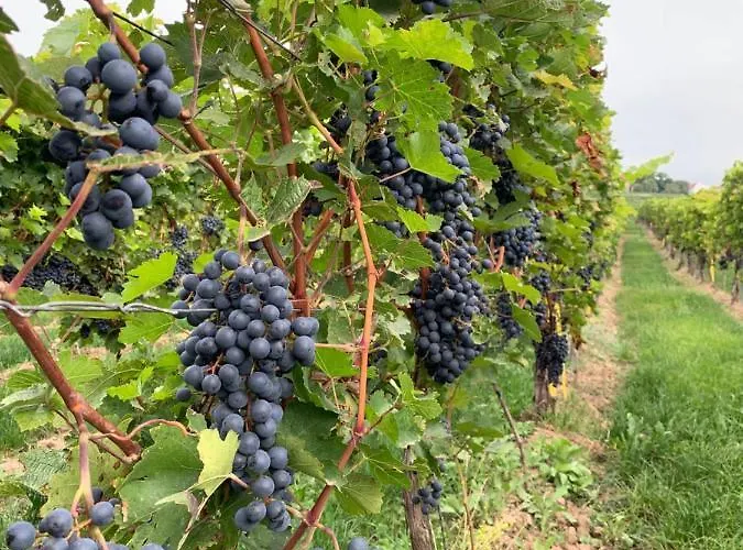 Alte Schule Wachenheim Im Zellertal 아파트 Wachenheim an der Weinstraße